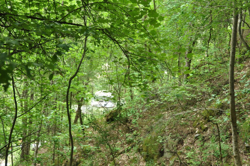 Nuit en forêt