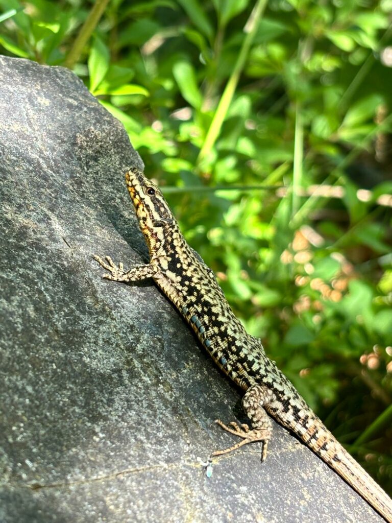 Petit lézard, faune sauvage au lauzet Ubaye