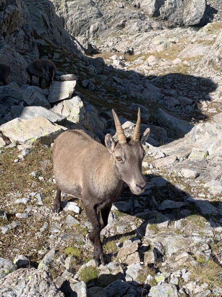 bouquetin dans les Alpes du Sud